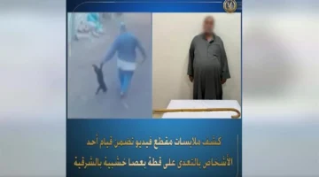 اعتداءات وحشية على قطط تثير تحقيقات وزارة الداخلية ومطالب بحماية الحيوانات 1